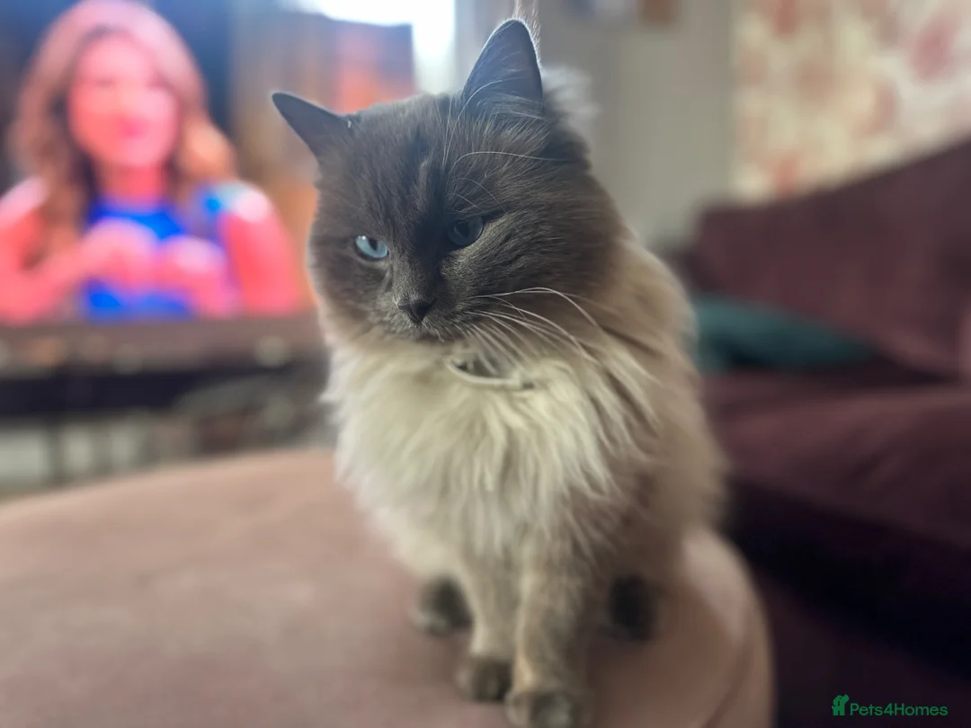 Ragdoll cats for stud: Stud ragdoll  - Advert 2