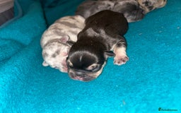 French Bulldog dogs for sale: French Bulldog Mix Fluffy Frenchie - Image 2