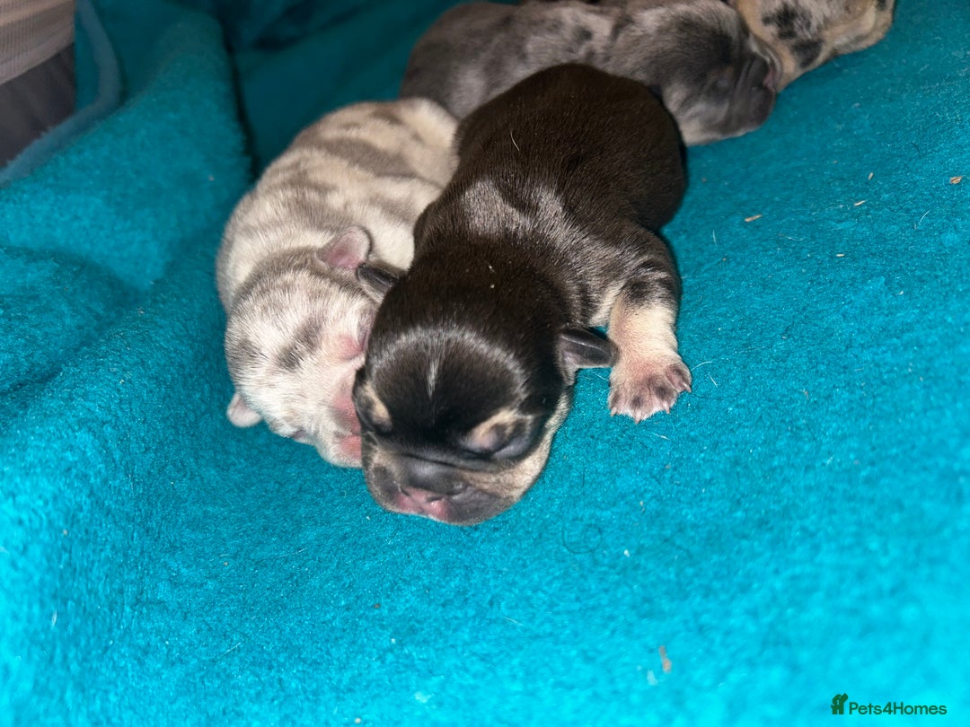 French Bulldog dogs for sale: French Bulldog Mix Fluffy Frenchie - Image 2
