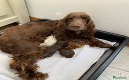 Cocker Spaniel dogs for sale: 5* LICENSED KC SHOW H/TESTED PUPPIES  - Image 19