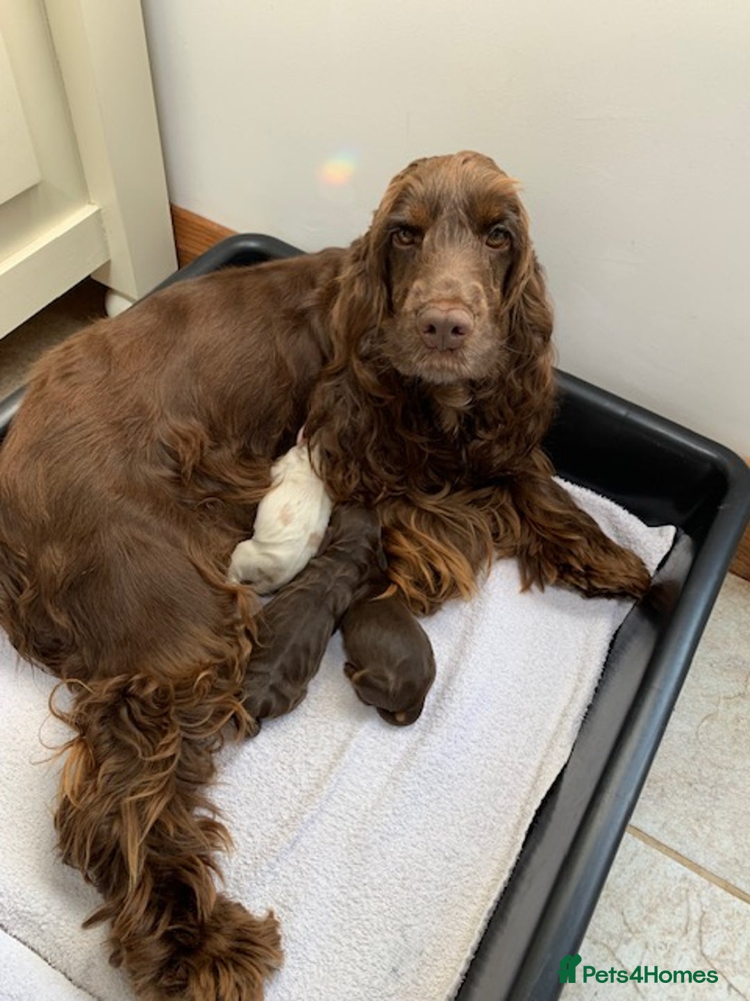Cocker Spaniel dogs for sale: 5* LICENSED KC SHOW H/TESTED PUPPIES  - Image 19