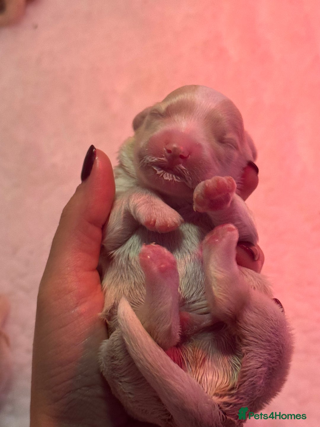 Maltipoo dogs for sale: Tiny Fluffy Bundles of Joy – Ready Mid-January! - Advert 9