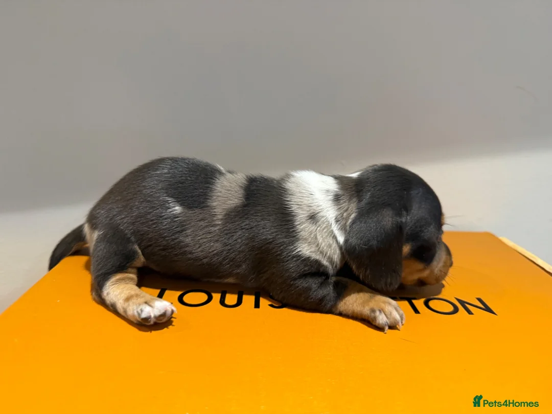Miniature Dachshund dogs for sale: EXTREME CUTENESS! MINIATURE DACHSHUND PUPPIES ❤️🤍 - Advert 12