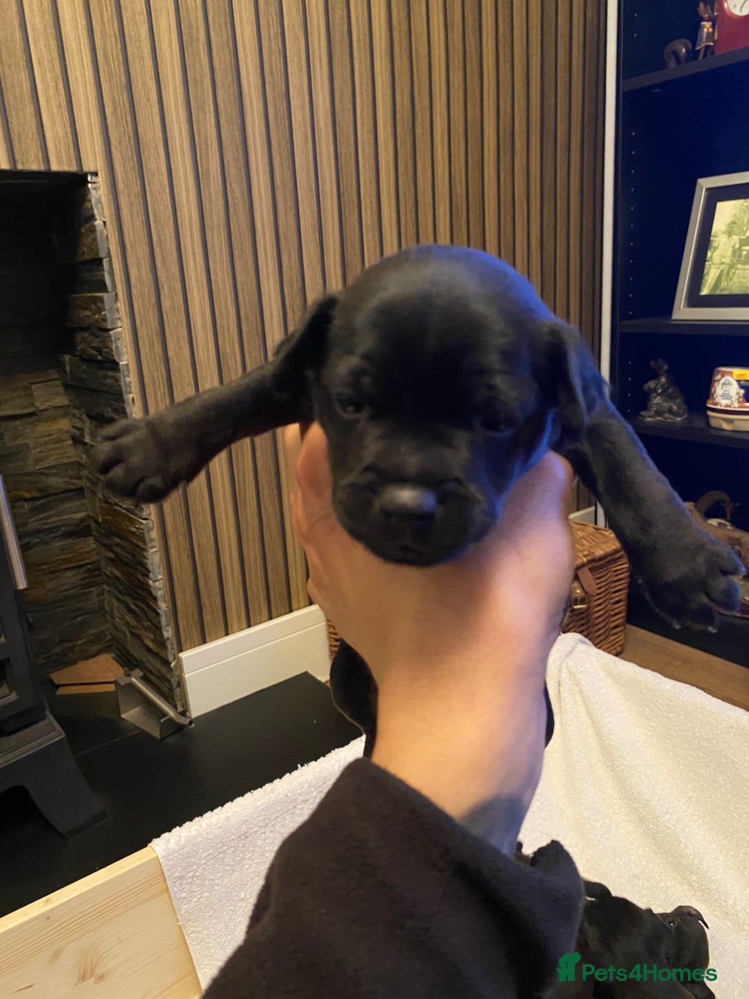 Patterdale Terrier dogs for sale: Patterdale terrier puppies  - Image 6