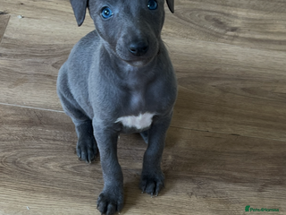 Whippet dogs Bedlington/Whippet Puppies - Advert 6