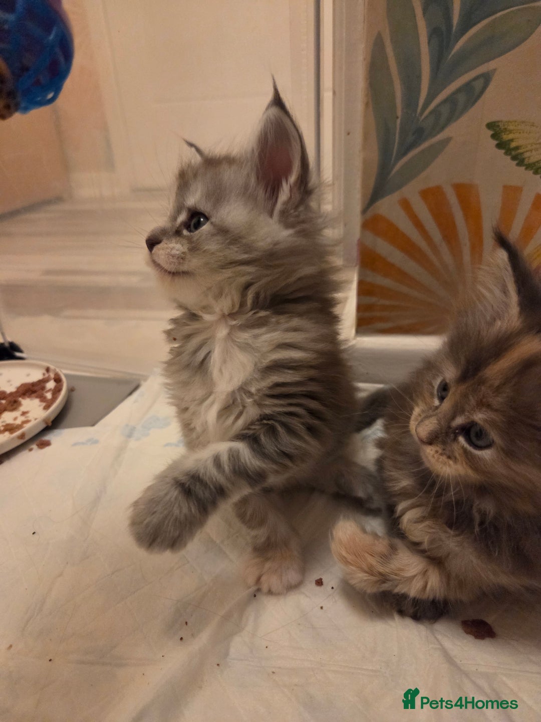 Maine Coon cats for sale: Stunning quality silver Tica Mainecoon kittens  - Advert 11