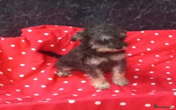 Schnoodle dogs for sale: Schoodle pup for sale - Image 2