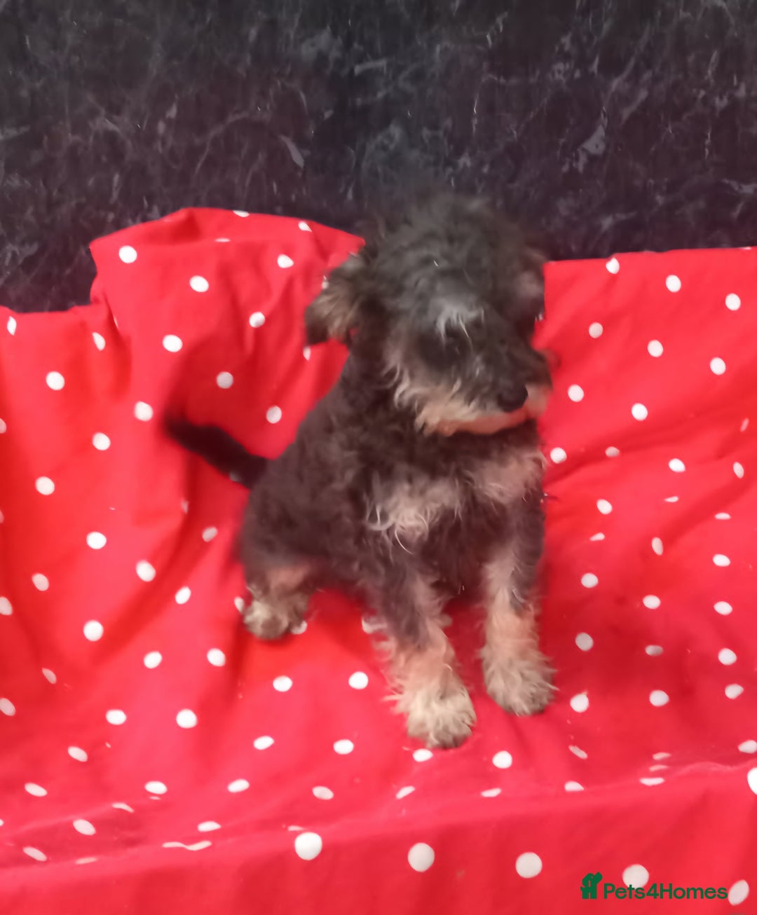 Schnoodle dogs for sale: Schoodle pup for sale - Image 2
