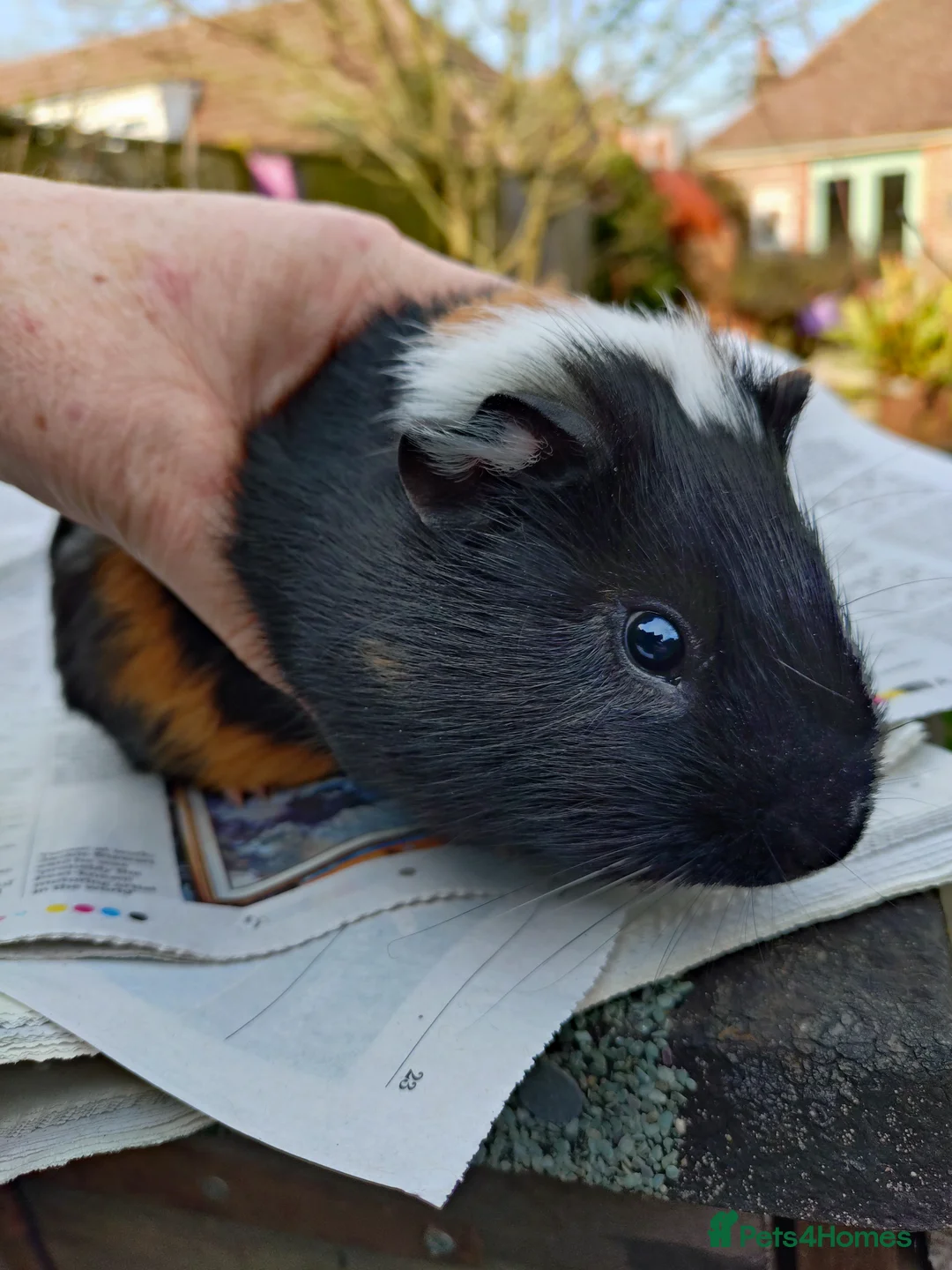 Guinea Pig rodents for sale: Lots of baby girls and boys - Advert 1