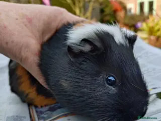 Guinea Pig rodents Lots of baby girls and boys - Advert 1