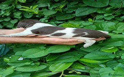 Mixed Breed dogs for sale: New Norfolk Spaniels- Ready Now - Image 27