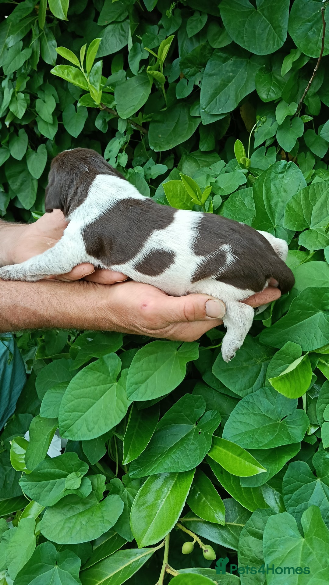 Mixed Breed dogs for sale: New Norfolk Spaniels- Ready Now - Image 27