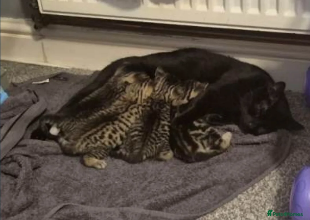 Mixed Breed cats for sale: Kittens ready now - Advert 9