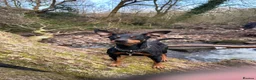 Miniature Pinscher dogs for stud: HELLBOY Miniature Pincher - Advert 6