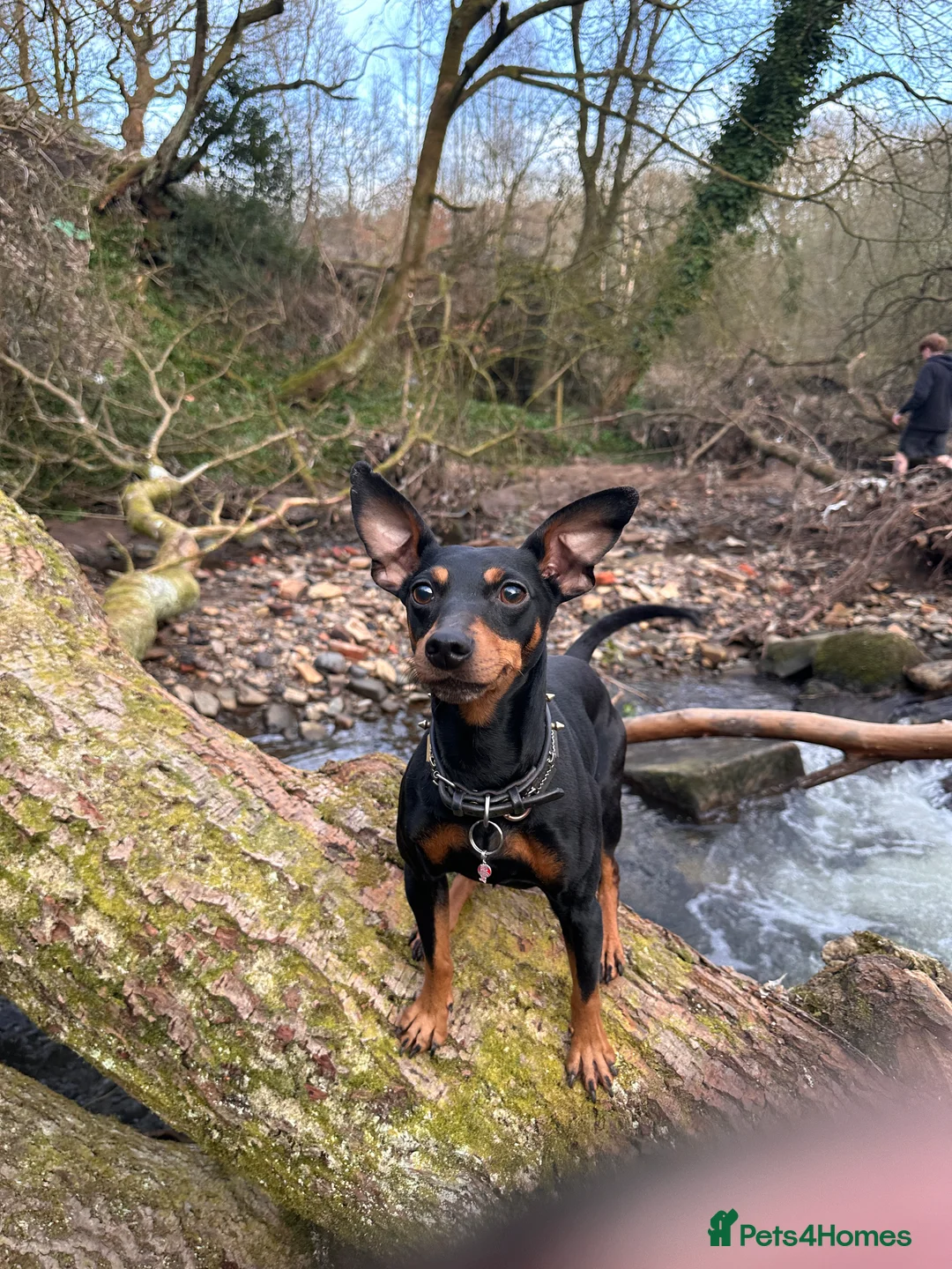 Miniature Pinscher dogs for stud: HELLBOY Miniature Pincher - Advert 6