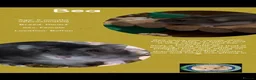 Hamster rodents for sale: Hamsters  - Advert 6