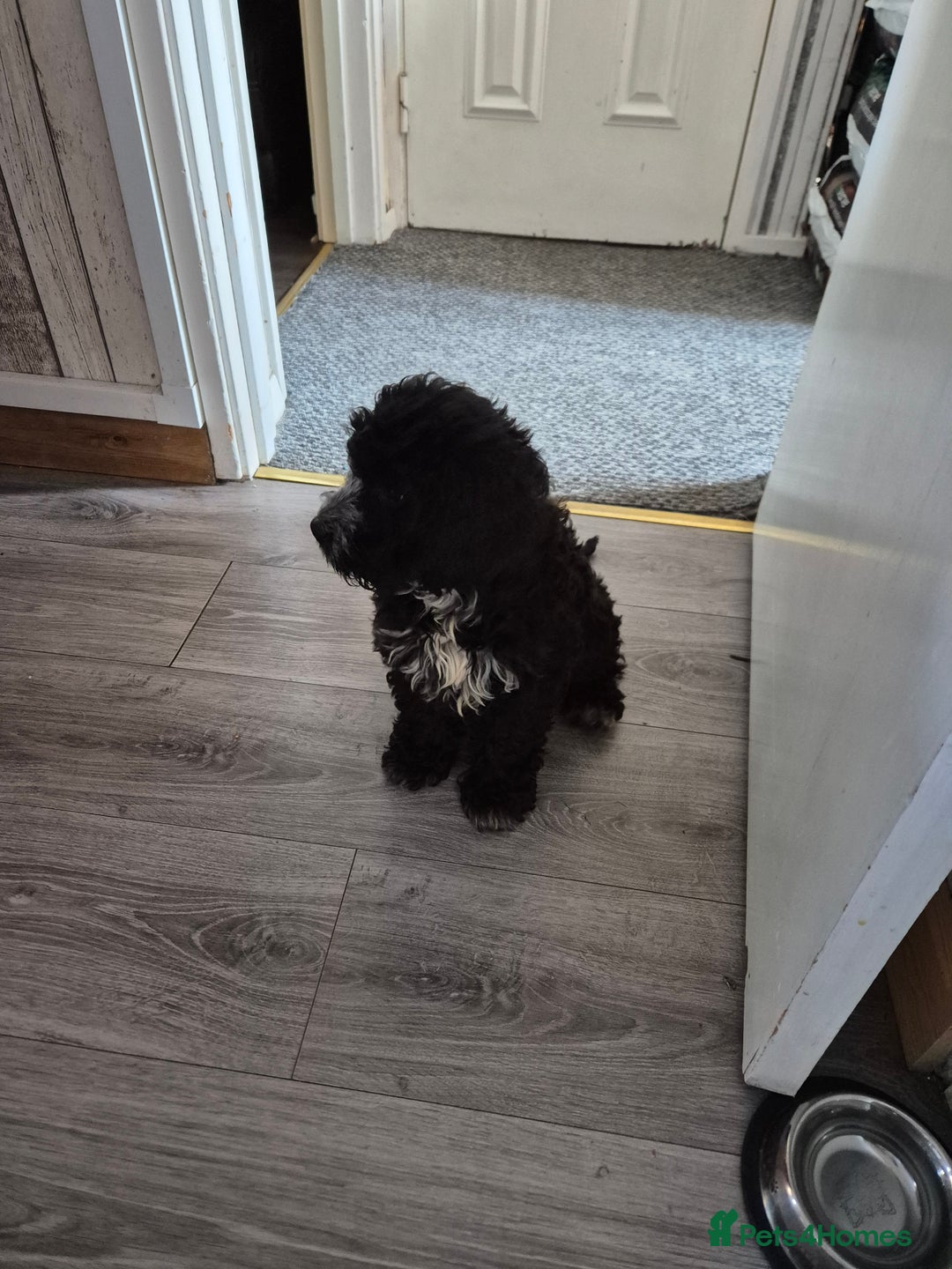 Cockapoo dogs for sale: Alfie - Image 2
