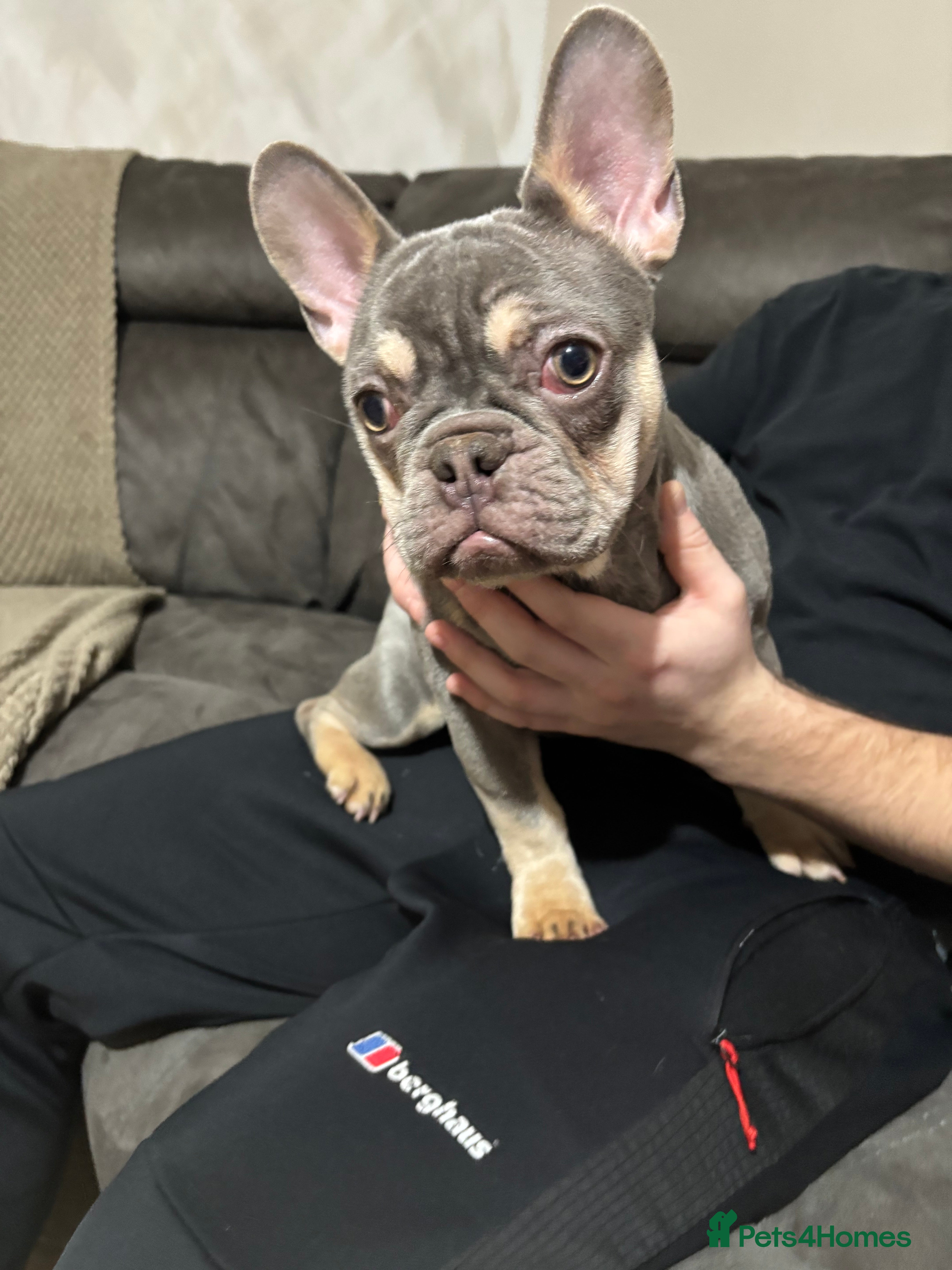 French Bulldog dogs BEAUTIFUL LILAC & TAN FEMALE FRENCH BULLDOG - Advert 1