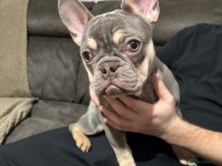 French Bulldog dogs BEAUTIFUL LILAC & TAN FEMALE FRENCH BULLDOG - Advert 4