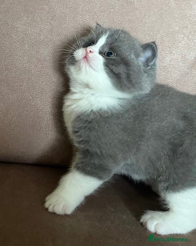 British Shorthair cats 🐾 Beautiful Blue & White BSH Boys 1 Lilac girl 🐾 - Advert 2