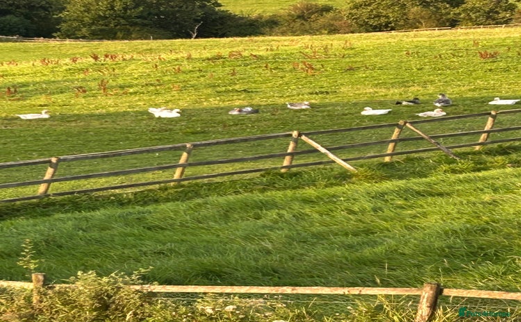 Geese poultry in Lancaster - Advert 3