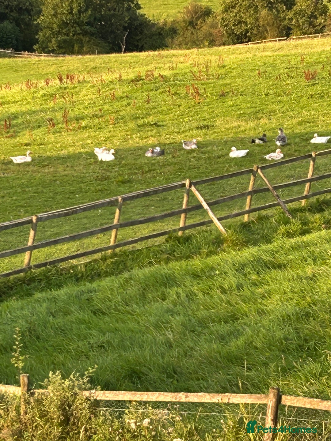 Geese poultry for sale: Goslings 4 months old in Lancaster - Image 1