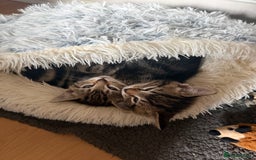 Domestic Shorthair cats for sale: 4 gorgeous Tabby’s looking for their forever home! - Image 8