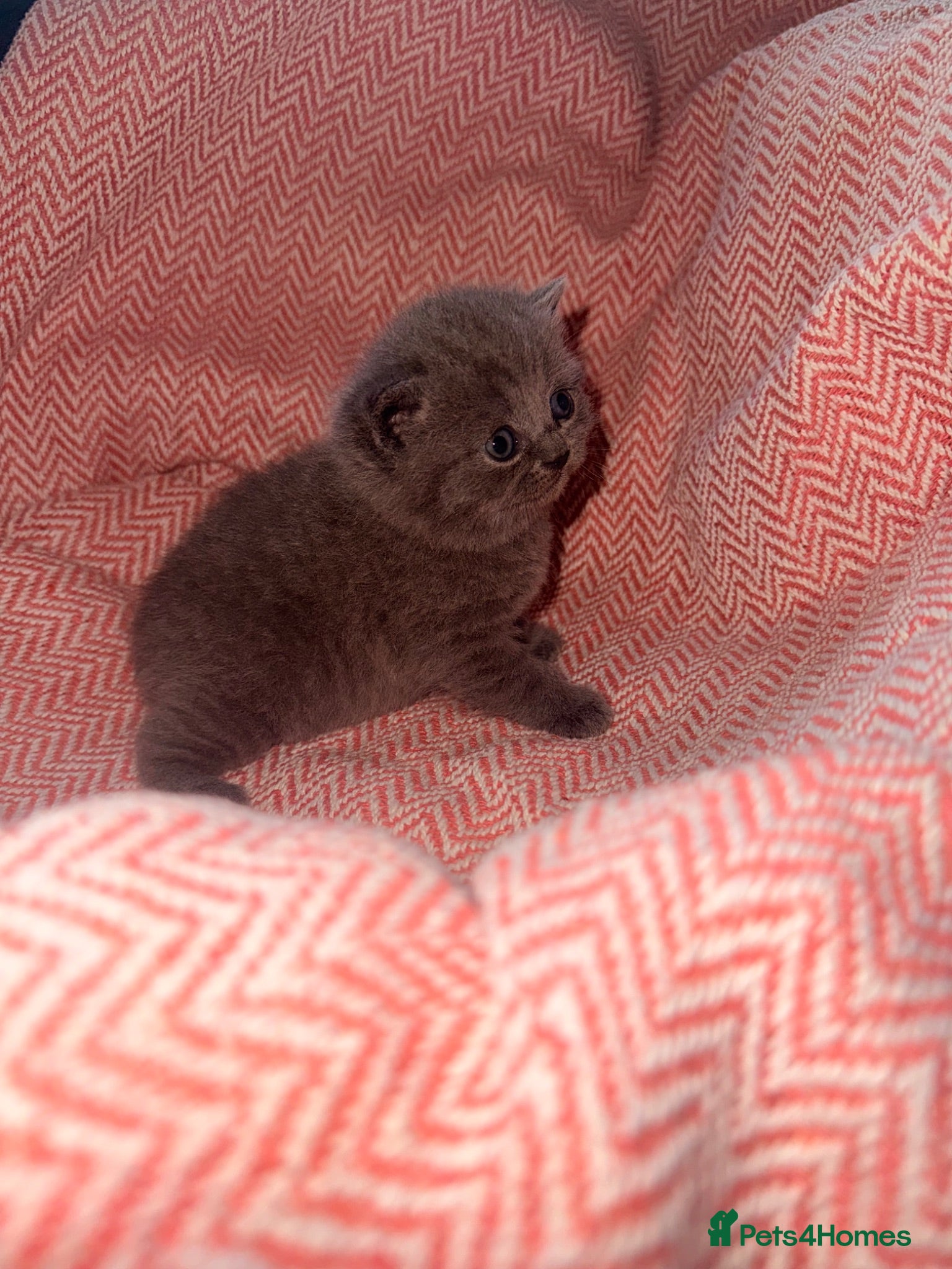 British Shorthair cats GCCF Registered Blue Female - Advert 1