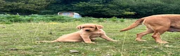 Labrador Retriever dogs for sale: Gorgeous fox red Labrador female puppies - Advert 11