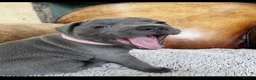 Staffordshire Bull Terrier dogs for sale: Excellent Home Raised Staffy’s Pups Ready  in Liverpool - Advert 9