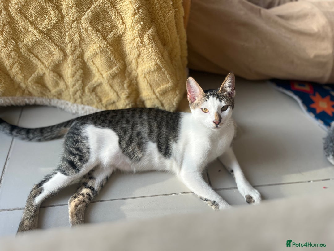 Mixed Breed cats for adoption: *Cat and a child Friendly*  Alan  - Advert 2