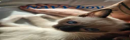 Ragdoll cats for sale: Friendly and playfull Ragdoll x  - Advert 5