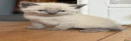 Mixed Breed cats for sale: 5 beautiful kittens  - Advert 17