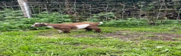 Goats livestock for sale: Pygmy goats for sale in Stoke-on-Trent - Advert 9