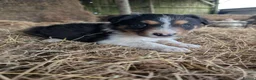 Border Collie dogs for sale: Border Collie Puppies  - Advert 8