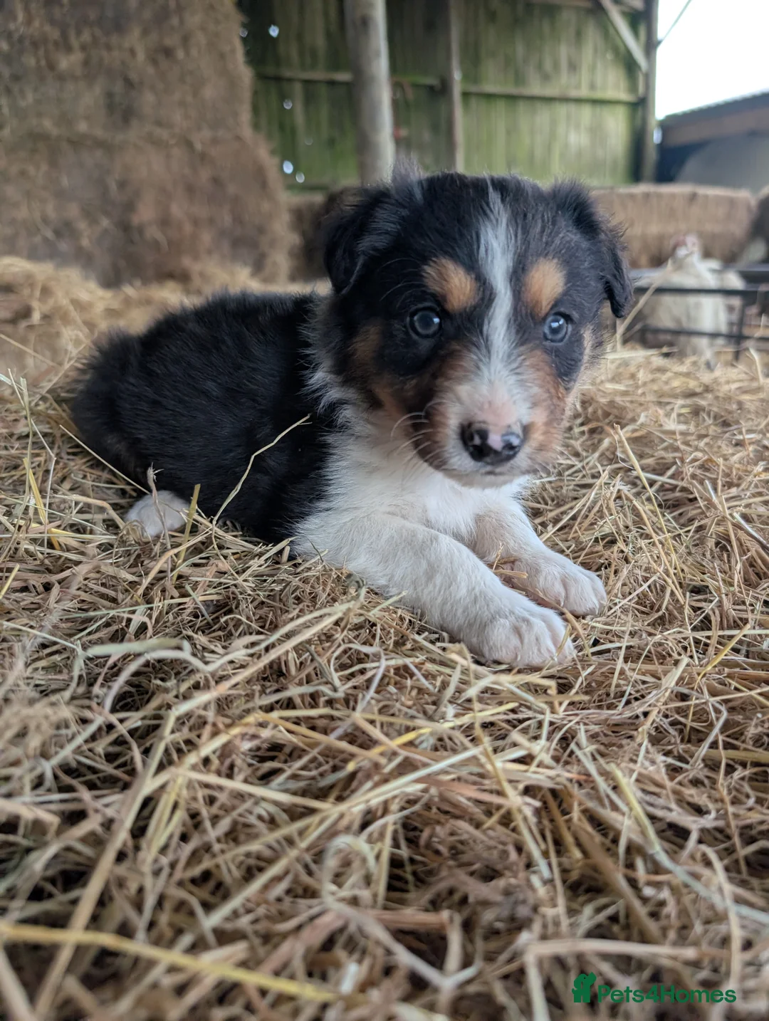 Border Collie dogs for sale: Border Collie Puppies  - Advert 8