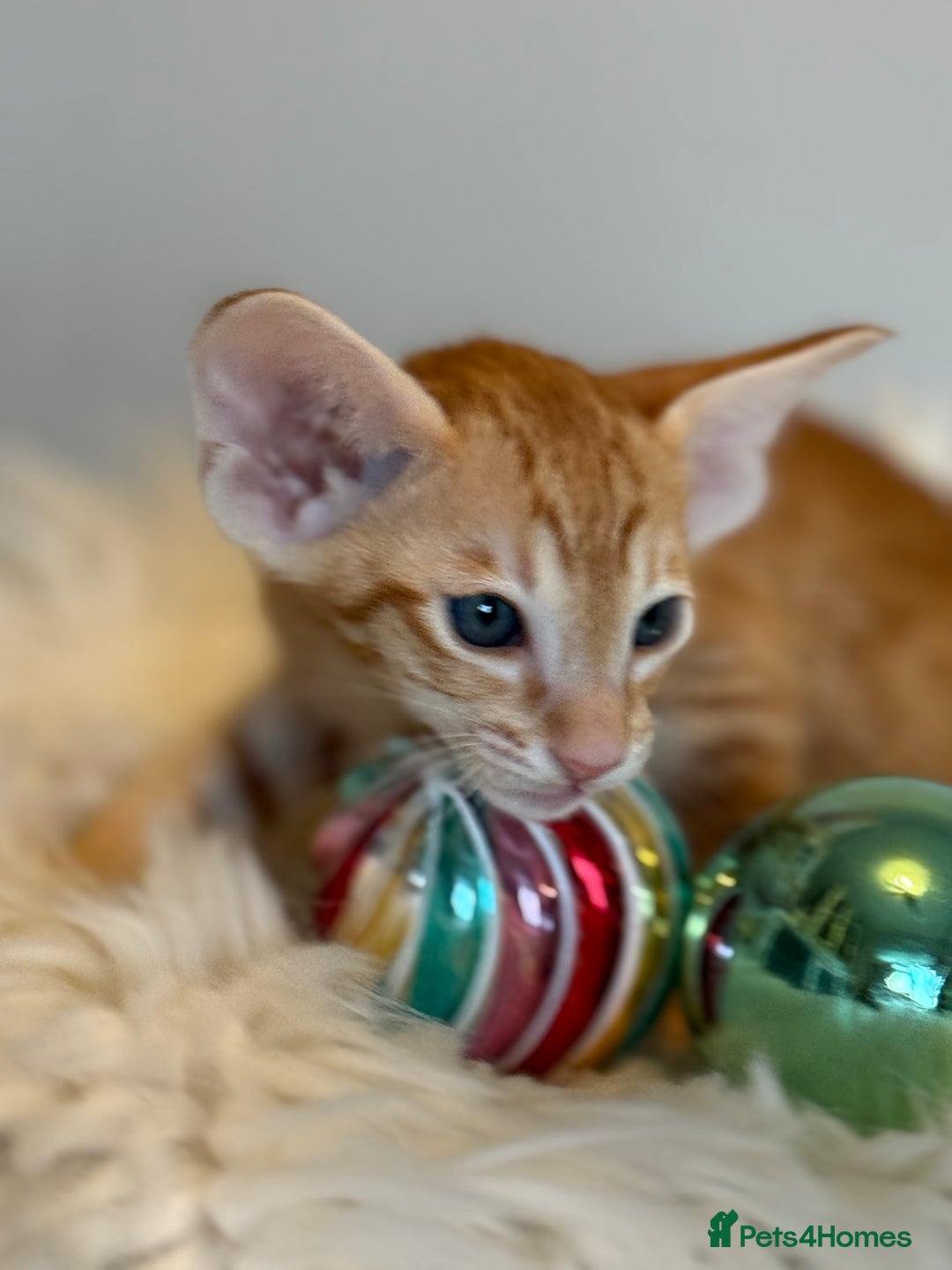 Oriental cats for sale: GCCF Oriental & Siamese Babies - Champion Lines - Advert 2