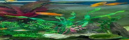 Live Bearers fish for sale: Guppy Guppies babies 2 - 6 weeks old in Callington - Advert 3