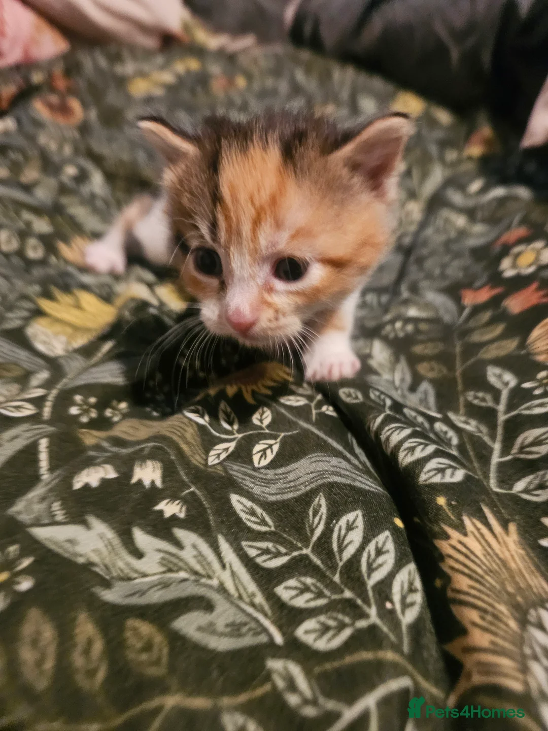 Mixed Breed cats for sale: Tabby x maincoon mix kittens - Advert 3