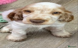 Cocker Spaniel dogs for sale: 5* LICENSED READY KC SHOW H/TESTED PUPPIES  - Image 13