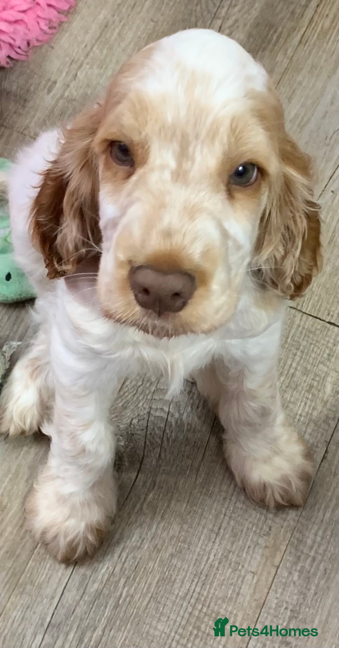 Cocker Spaniel dogs for sale: 5* LICENSED READY KC SHOW H/TESTED PUPPIES  - Image 13