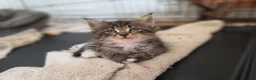 Maine Coon cats for sale: Marine Coon X kittens - Advert 3