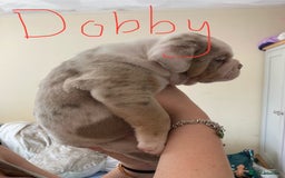 Olde English Bulldogge dogs for sale: Old English bulldog puppies - Image 14
