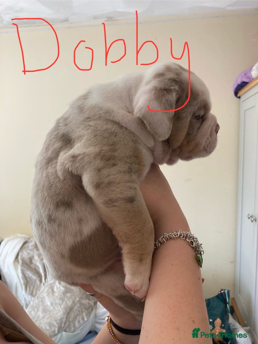 Olde English Bulldogge dogs for sale: Old English bulldog puppies - Image 14