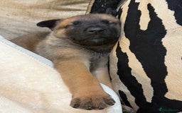 German Shepherd dogs for sale: Part of our family ♥️ - Image 11