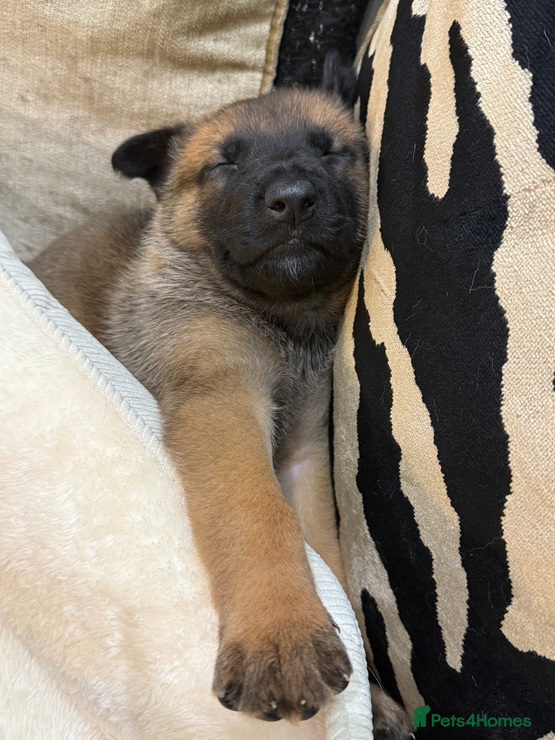 German Shepherd dogs for sale: Part of our family ♥️ - Image 11