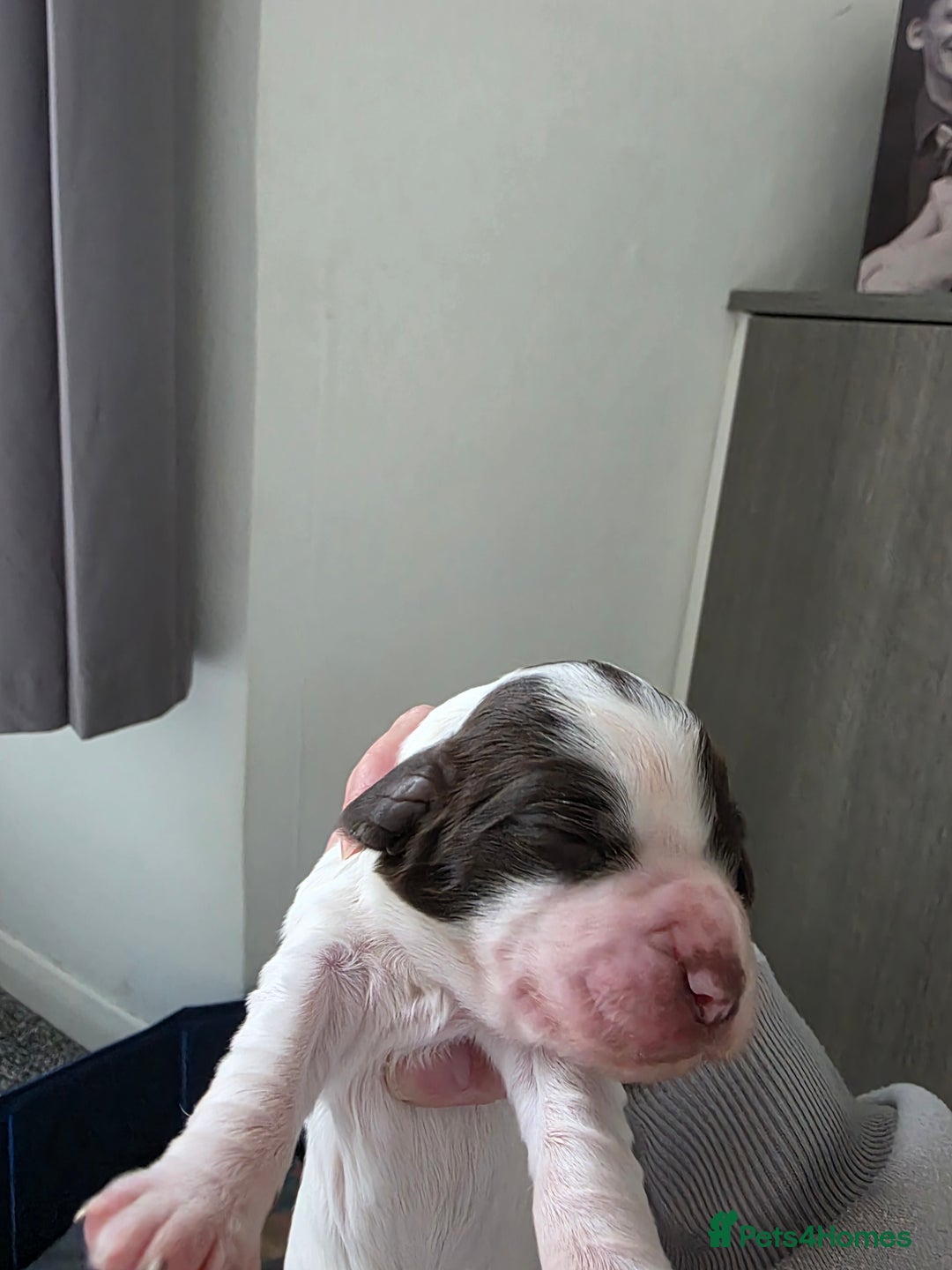 Sprocker dogs for sale: Sprocker puppies  - Image 5