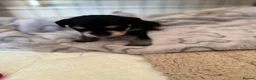 Miniature Schnauzer dogs for sale: BVA and MAC clear Beautiful Miniature schnauzers - Advert 11