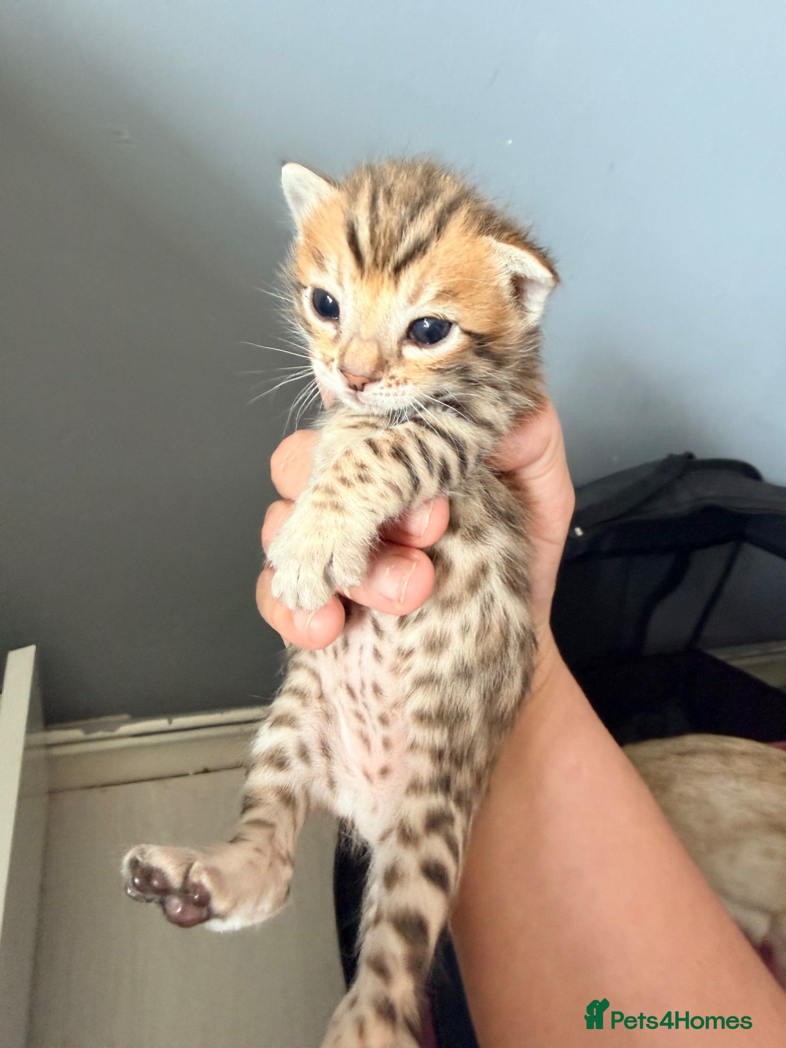 Mixed Breed cats Beautiful seal mink colour bengal kittens  - Advert 2