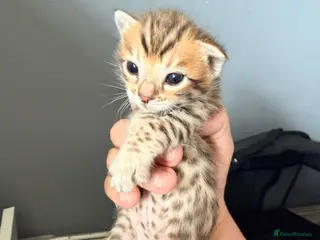 Mixed Breed cats Beautiful seal mink colour bengal kittens - Advert 15